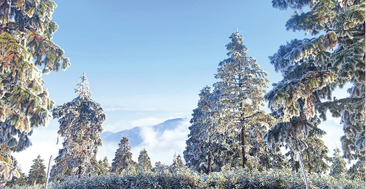 ����ɽ��ڡ����ױ��ɭ�ֹ�԰�䡰�����ɾ���